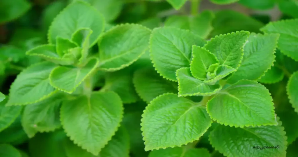 கற்பூரவல்லி இலை பயன்கள்